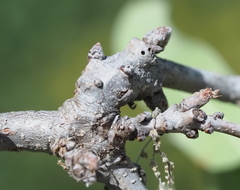 Neuroterus quercicola