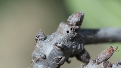 Neuroterus quercicola