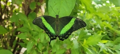 Papilio palinurus