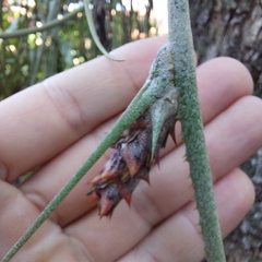 Acanthostachys strobilacea