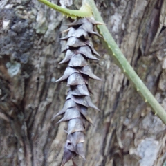 Acanthostachys strobilacea