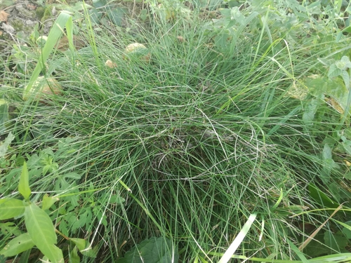 Lipnicovité (Poaceae)