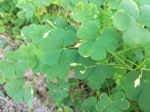 kyslička tuhá (Oxalis stricta)