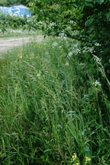 Poa trivialis sylvicola