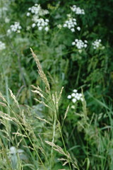 Poa trivialis sylvicola