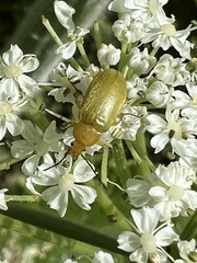 Cteniopus sulphureus