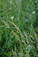 Poa trivialis sylvicola