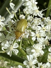 Cteniopus sulphureus