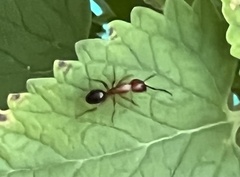 Camponotus decipiens