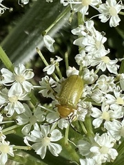Cteniopus sulphureus