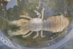 Upogebia pugettensis