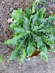 Sonchus asper
