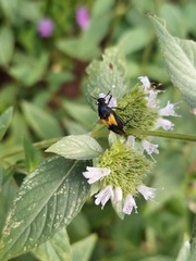 Macrosiagon dimidiata