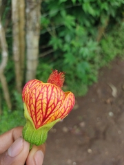 Callianthe