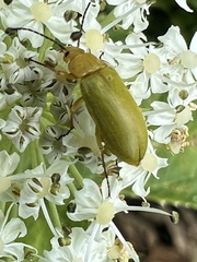 Cteniopus sulphureus