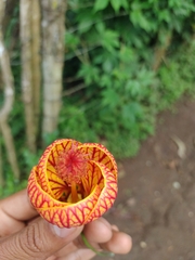 Callianthe