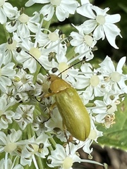 Cteniopus sulphureus