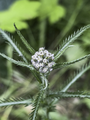 Achillea alpina multiflora