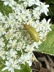 Cteniopus sulphureus