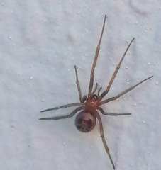 Steatoda nobilis