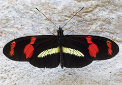 Heliconius telesiphe