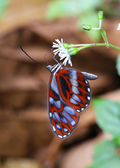 Oleria cyrene solida