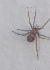 Steatoda nobilis