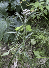 Achillea alpina multiflora