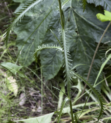 Achillea alpina multiflora