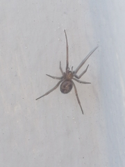 Steatoda nobilis