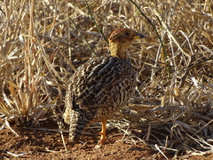 Campocolinus coqui coqui