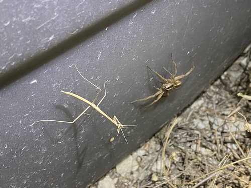 Rabid Wolf Spider photo 5