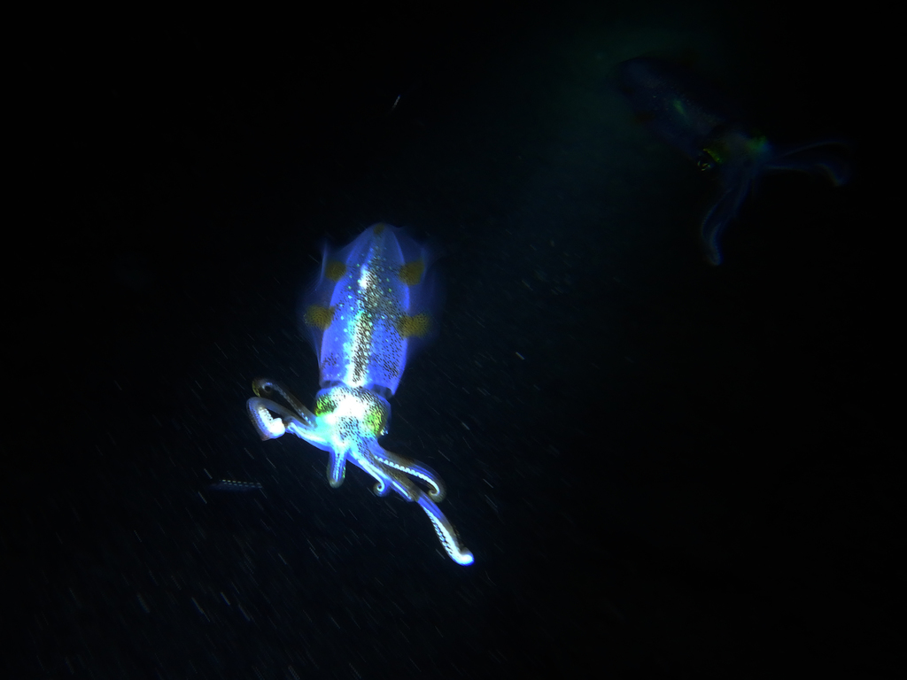 Bigfin reef squid