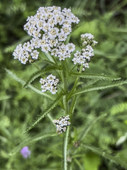Achillea alpina multiflora