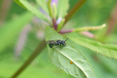 Hylaeus annulatus