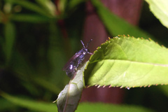Hylaeus annulatus
