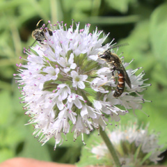 Halictus scabiosae