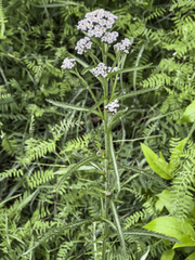 Achillea alpina multiflora