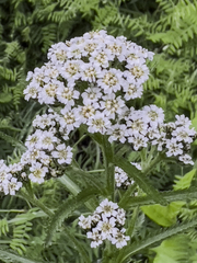 Achillea alpina multiflora