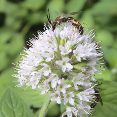 Halictus scabiosae