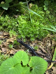 Plethodon metcalfi