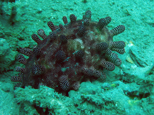 Talparia talpa
