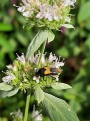 Macrosiagon dimidiata