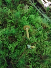 Cystoderma granosum