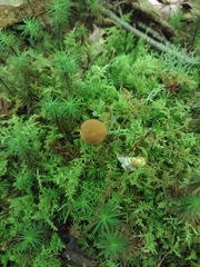 Cystoderma granosum