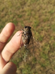 Cicada orni