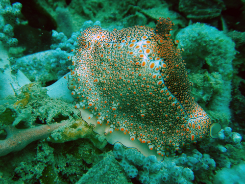 Ovula costellata