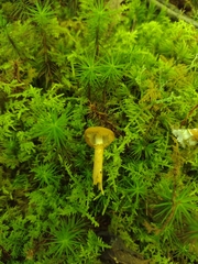 Cystoderma granosum