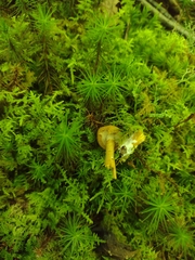 Cystoderma granosum