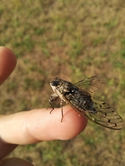 Cicada orni